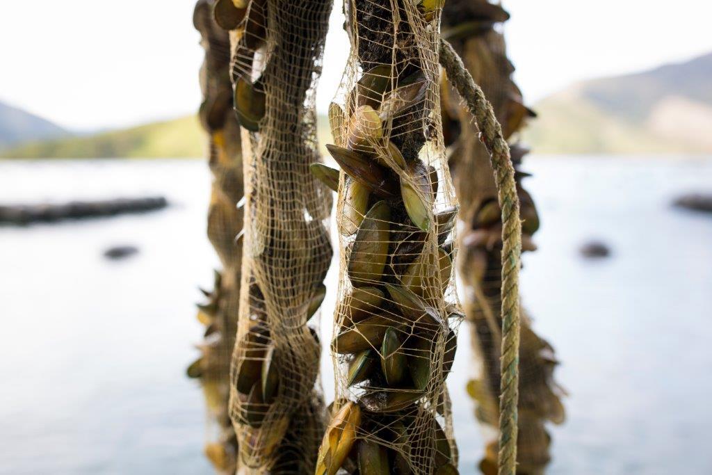 Mussel lines